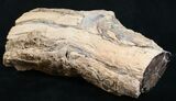 Polished Blue Forest Petrified Wood Limb (-/ lb) #9478-2